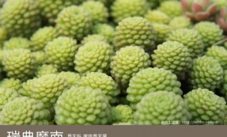 多肉生活馆：瑞典魔南