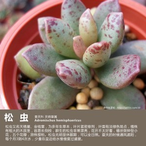 多肉生活馆：松虫