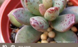 多肉生活馆：松虫