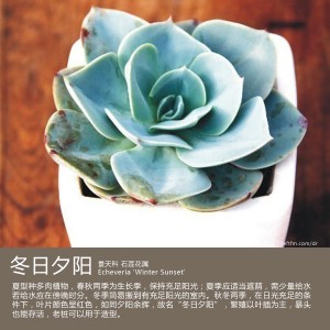 多肉生活馆：冬日夕阳