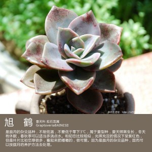 多肉生活馆：旭鹤