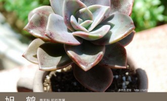 多肉生活馆：旭鹤