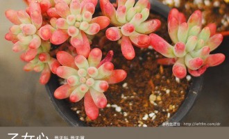 多肉生活馆：乙女心
