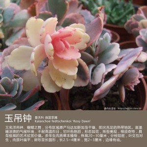 多肉生活馆：玉吊钟