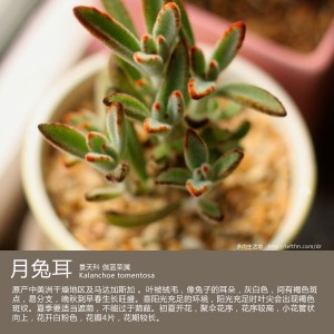 多肉生活馆：月兔耳