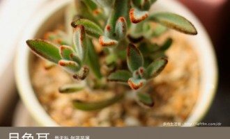 多肉生活馆：月兔耳
