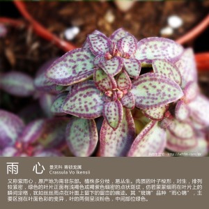 多肉生活馆：雨心