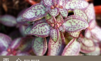 多肉生活馆：雨心