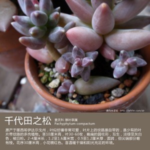 多肉生活馆：千代田之松