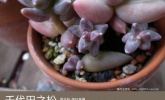 多肉生活馆：千代田之松