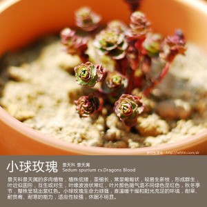多肉生活馆：小球玫瑰