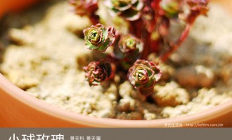 多肉生活馆：小球玫瑰
