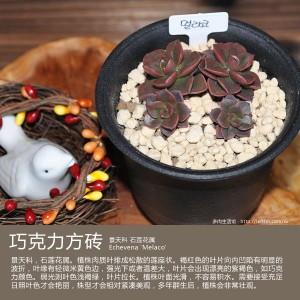 多肉生活馆：巧克力方砖