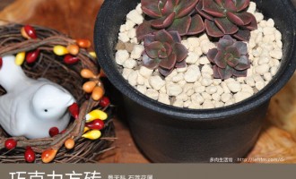多肉生活馆：巧克力方砖