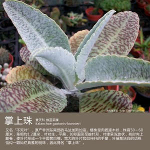 多肉生活馆：掌上珠