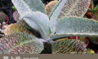 多肉生活馆：掌上珠
