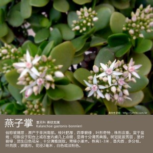 多肉生活馆：燕子掌