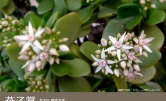 多肉生活馆：燕子掌