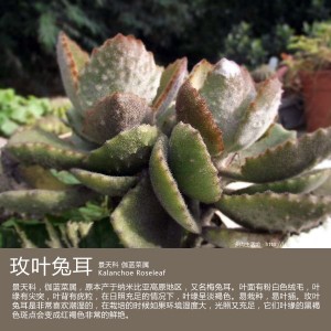 多肉生活馆：玫叶兔耳