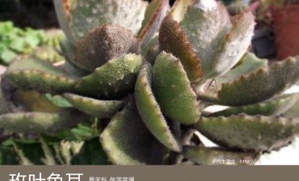 多肉生活馆：玫叶兔耳