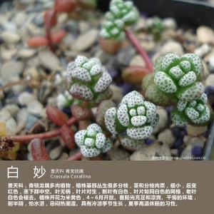 多肉生活馆：白妙