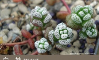 多肉生活馆：白妙