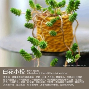 多肉生活馆：白花小松