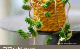 多肉生活馆：白花小松