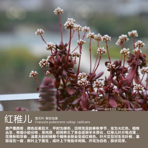 多肉生活馆：红稚儿
