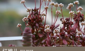 多肉生活馆：红稚儿