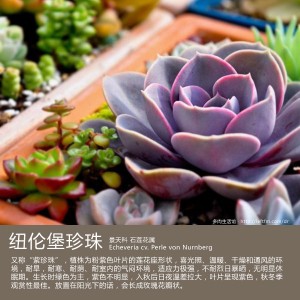 多肉生活馆：纽伦堡珍珠