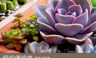 多肉生活馆：纽伦堡珍珠