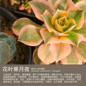 多肉生活馆：花叶寒月夜