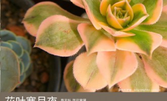 多肉生活馆：花叶寒月夜