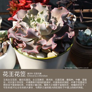 多肉生活馆：花王花笠