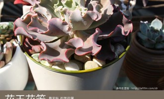 多肉生活馆：花王花笠