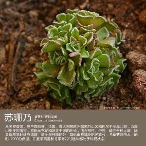 多肉生活馆：苏珊乃