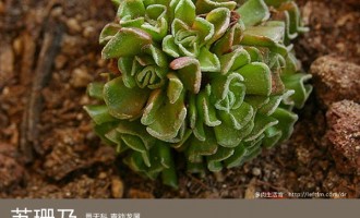 多肉生活馆：苏珊乃