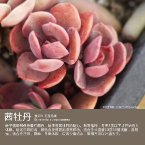 多肉生活馆：茜牡丹
