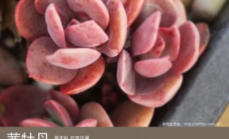 多肉生活馆：茜牡丹