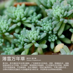 多肉生活馆：薄雪万年草
