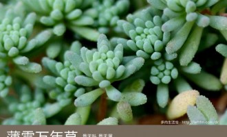 多肉生活馆：薄雪万年草