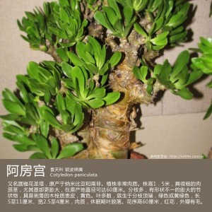 多肉生活馆：阿房宫
