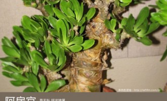 多肉生活馆：阿房宫