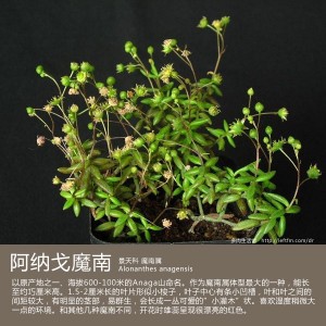 多肉生活馆：阿纳戈魔南