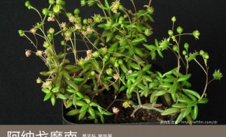 多肉生活馆：阿纳戈魔南