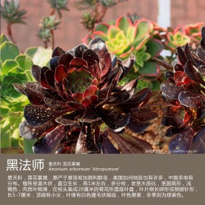 多肉生活馆：黑法师