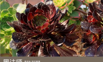 多肉生活馆：黑法师