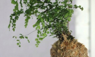 DIY工手课：园艺森活有巧思无难事