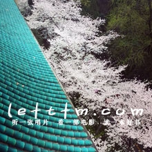 第16期：花期如梦